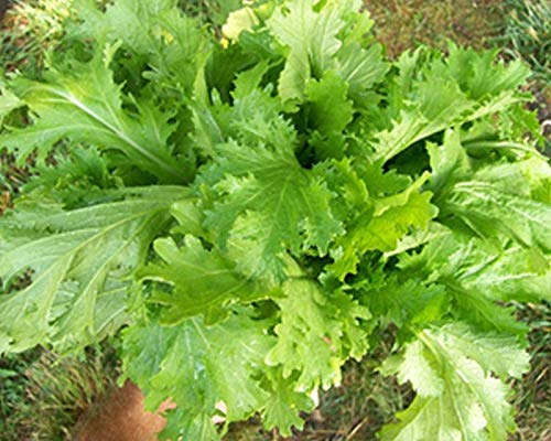 Heirloom Mustard Greens Seeds - Non-GMO, 200 Seeds for Planting - Perfect for Home Gardens, Salads & Stir-Fries