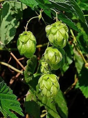 Common Hops