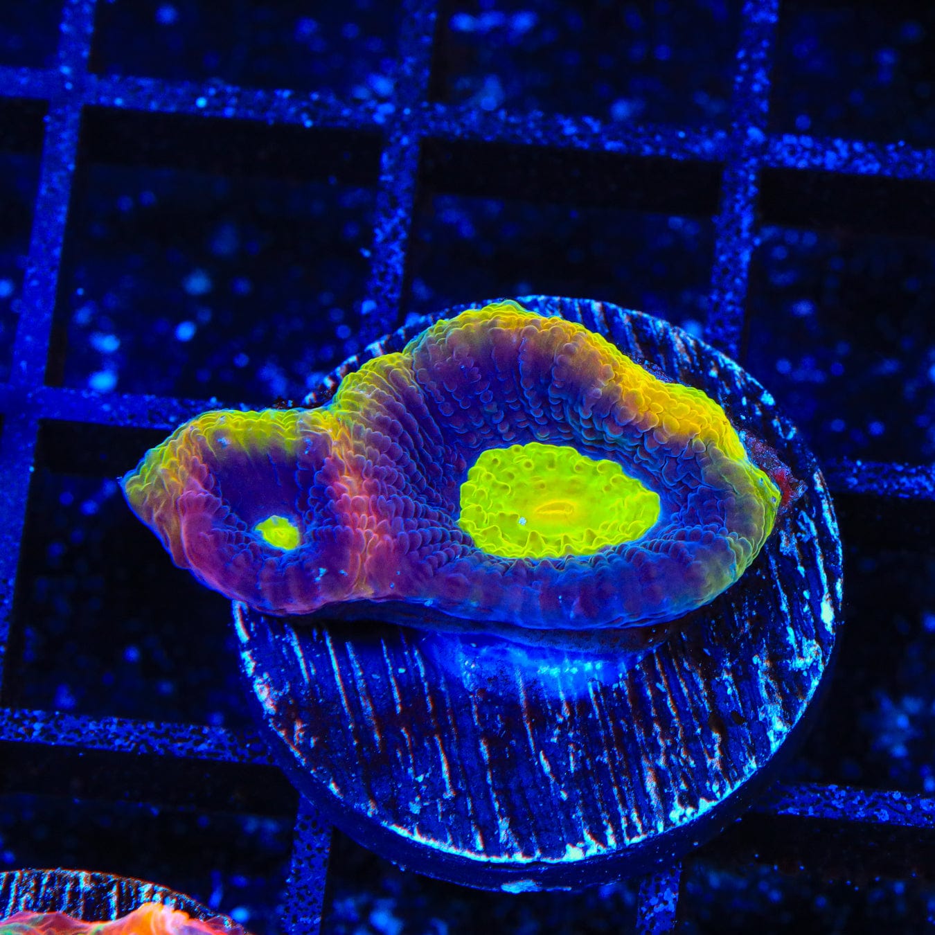 Dragon Soul Favia Coral - Premium Saltwater Coral for Reef Aquariums | Perfect for Marine Tanks & Coral Displays