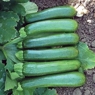 Organic Zucchini Squash Seeds for Planting - Non-GMO, Heirloom Green Machine Variety (Pack of 10) | Grow Fresh Vegetables in Home Garden, Raised Beds & Containers | Perfect for Cooking, Salads & Healthy Eating