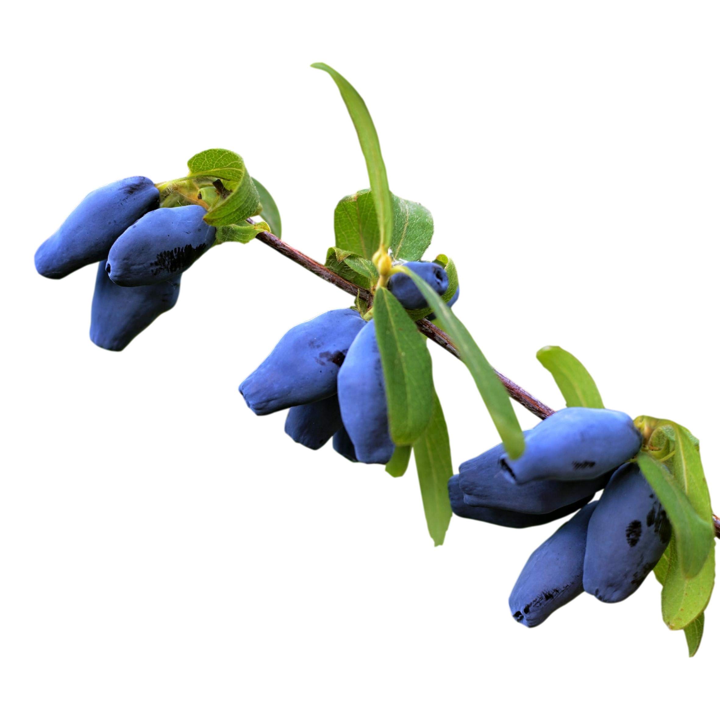 Easy to Grow Haskap Berry 'Tundra' Live Fruit Plants (2 Pack) - Rooted in Grower's Pots, Blue Fruit Summer to Fall | Perfect for Home Gardens, Backyard Orchards & Fresh Fruit Lovers