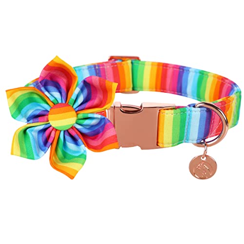 Z: Rainbow
