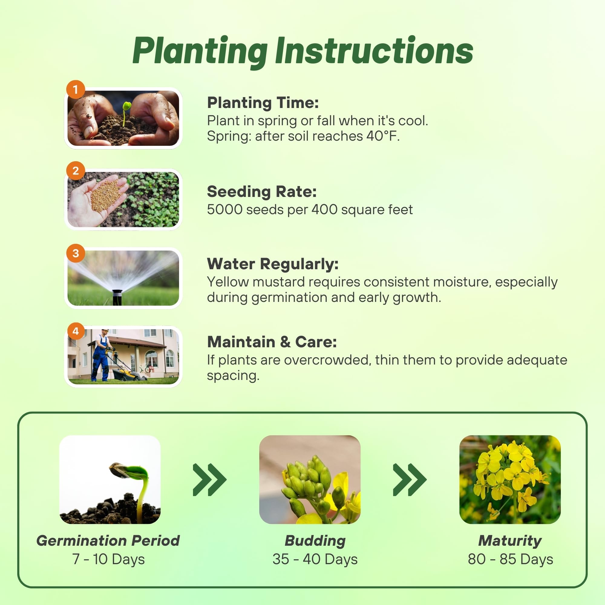 Outsidepride 10000 Seeds Annual Yellow Mustard Herb Garden Seeds - Non-GMO Microgreens, Sprouts & Cooking Use - Perfect for Salads, Sandwiches & Home Gardening