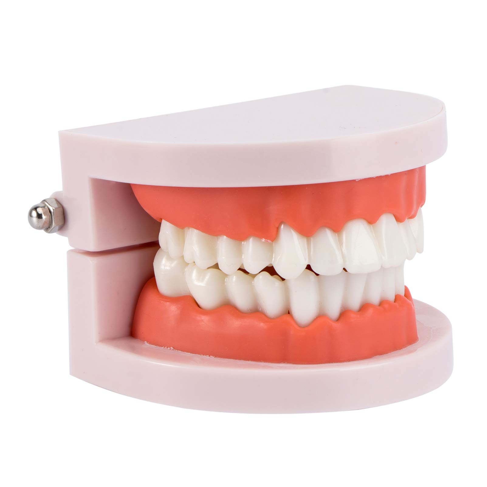 Adult Standard Typodont Teeth Model - Dental Teaching Demonstration Kit for Kids & Students - Perfect for Dental Education, Study & Clean Display - Ideal for Classrooms, Training & Dental Practices