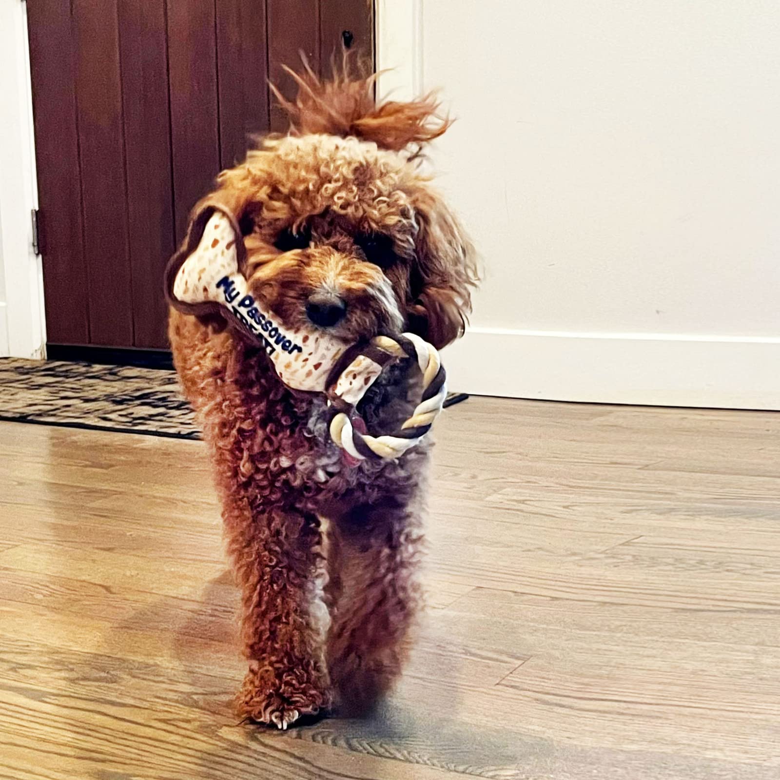 Rite Lite Chewdaica Passover Squeaky Dog Toy - Matzah Pattern Chew Bone for Dogs | Perfect Passover Gift for Dog Owners | Fun Holiday Playtime & Training Reward