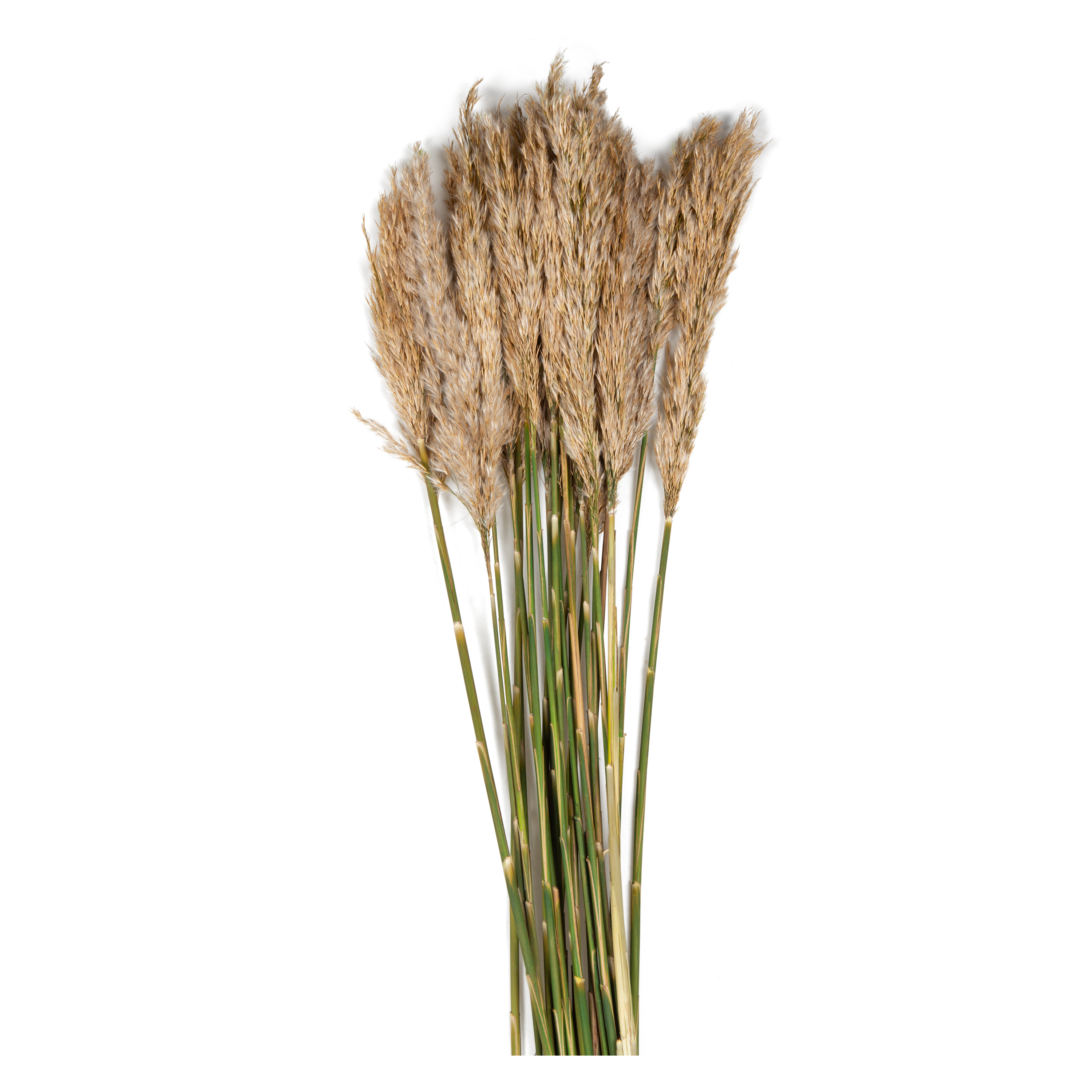 Ivory Plume Reed Bundle - Natural Home Decor for Boho & Rustic Style | Perfect for Vases, Centerpieces & Wedding Decorations