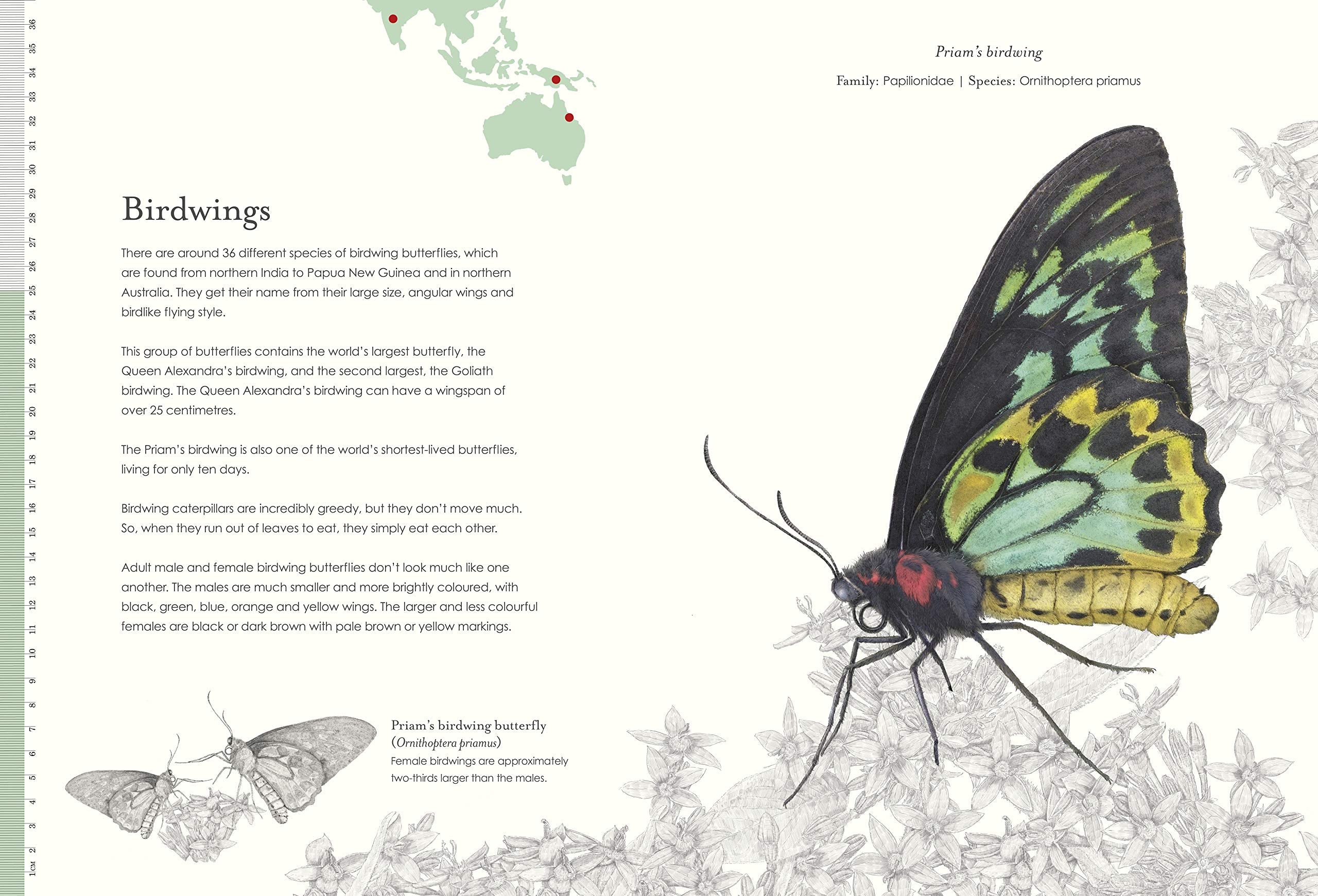 Beautiful Butterfly Decorations for Home & Garden - Realistic Butterfly Wall Art & Party Supplies