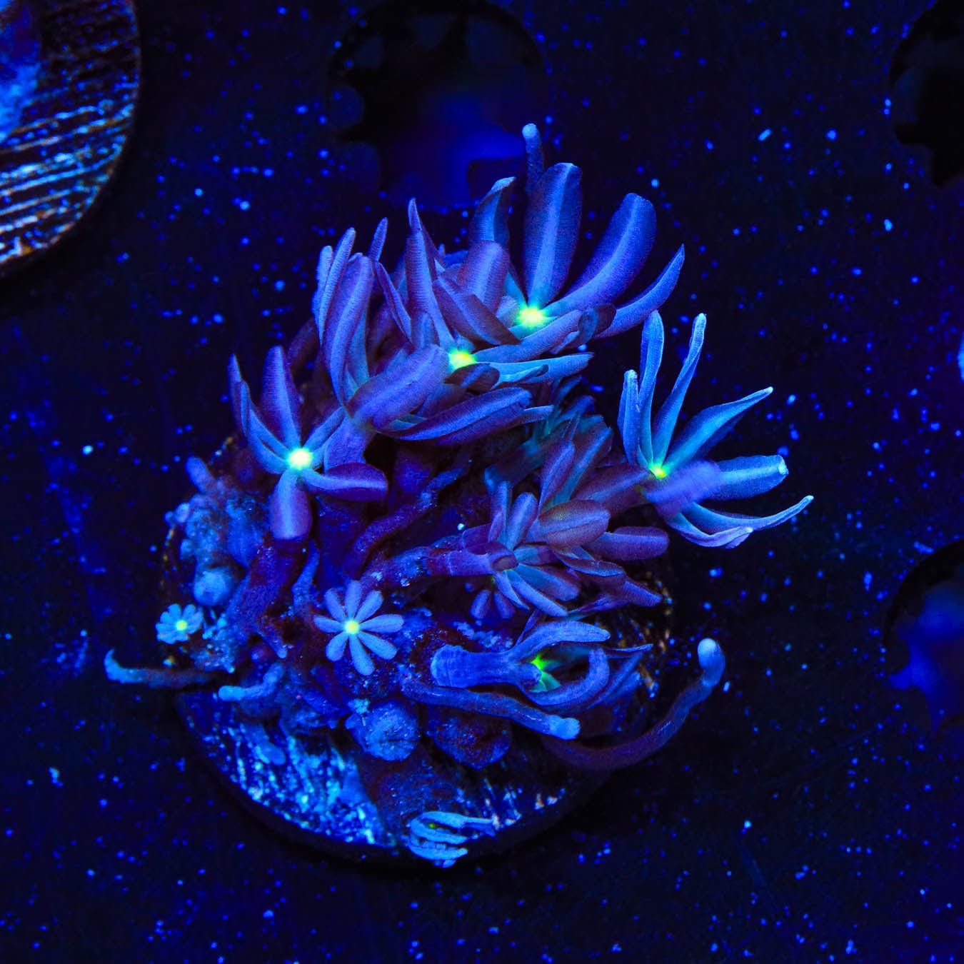 Premium Daisy Polyps Coral Frags for Saltwater Aquariums - Vibrant Live Coral for Reef Tanks, Nano Tanks & Marine Aquascaping