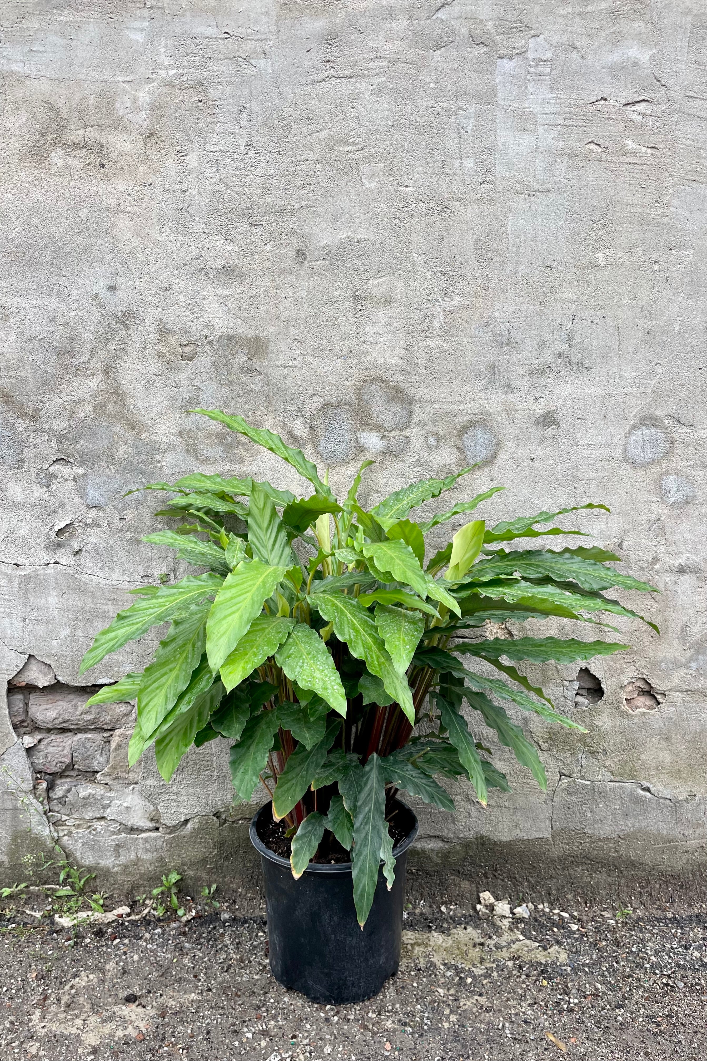 Calathea Rufibarba Blue Grass - 10