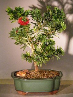 Little John Bottlebrush Bonsai Tree - Medium Size | Dwarf Evergreen Shrub for Indoor & Outdoor Decoration | Perfect for Home, Office, or Garden Landscaping