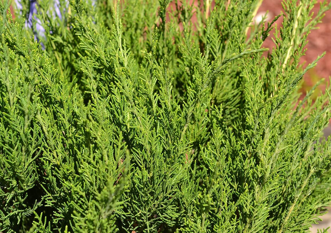 Juniper Sea Spray - 15 Live 4 Inch Pots - Juniperus Chinensis Plants - Drought Tolerant, Cold Hardy Evergreen Groundcover for Landscaping, Rock Gardens & Erosion Control