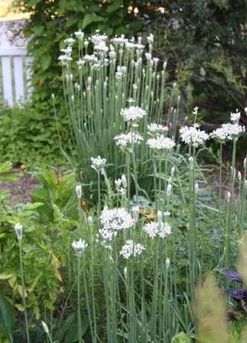 Allium Tuberosum Garlic Chives Seeds - Chinese Leek with White Beautiful Blooms (30+ Seeds) - Perfect for Herb Gardens, Asian Cooking & Home Decor