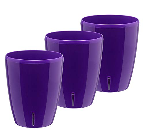 Violet - Set of 3