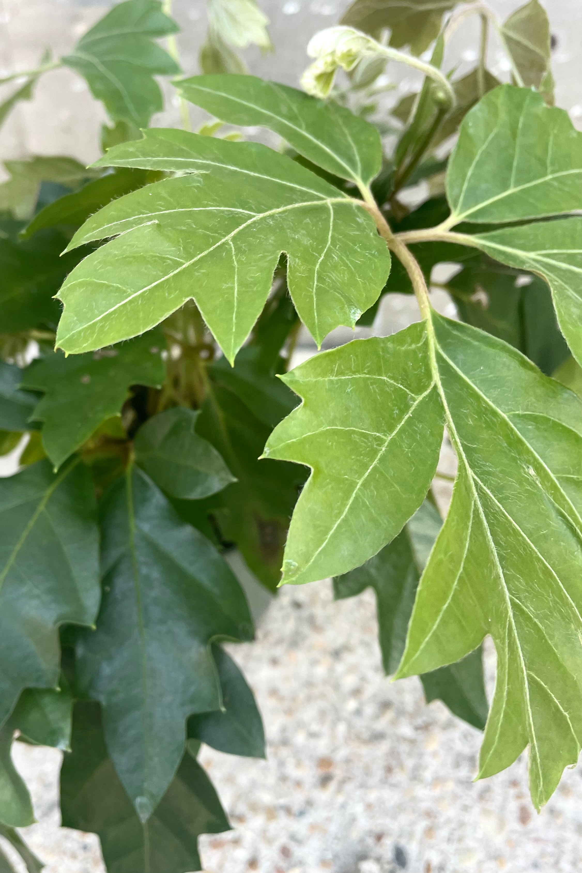 Cissus Rhombifolia 'Ellen Danica' Oakleaf Vine - 4 Inch Live Plant for Indoor Hanging Baskets and Home Decor
