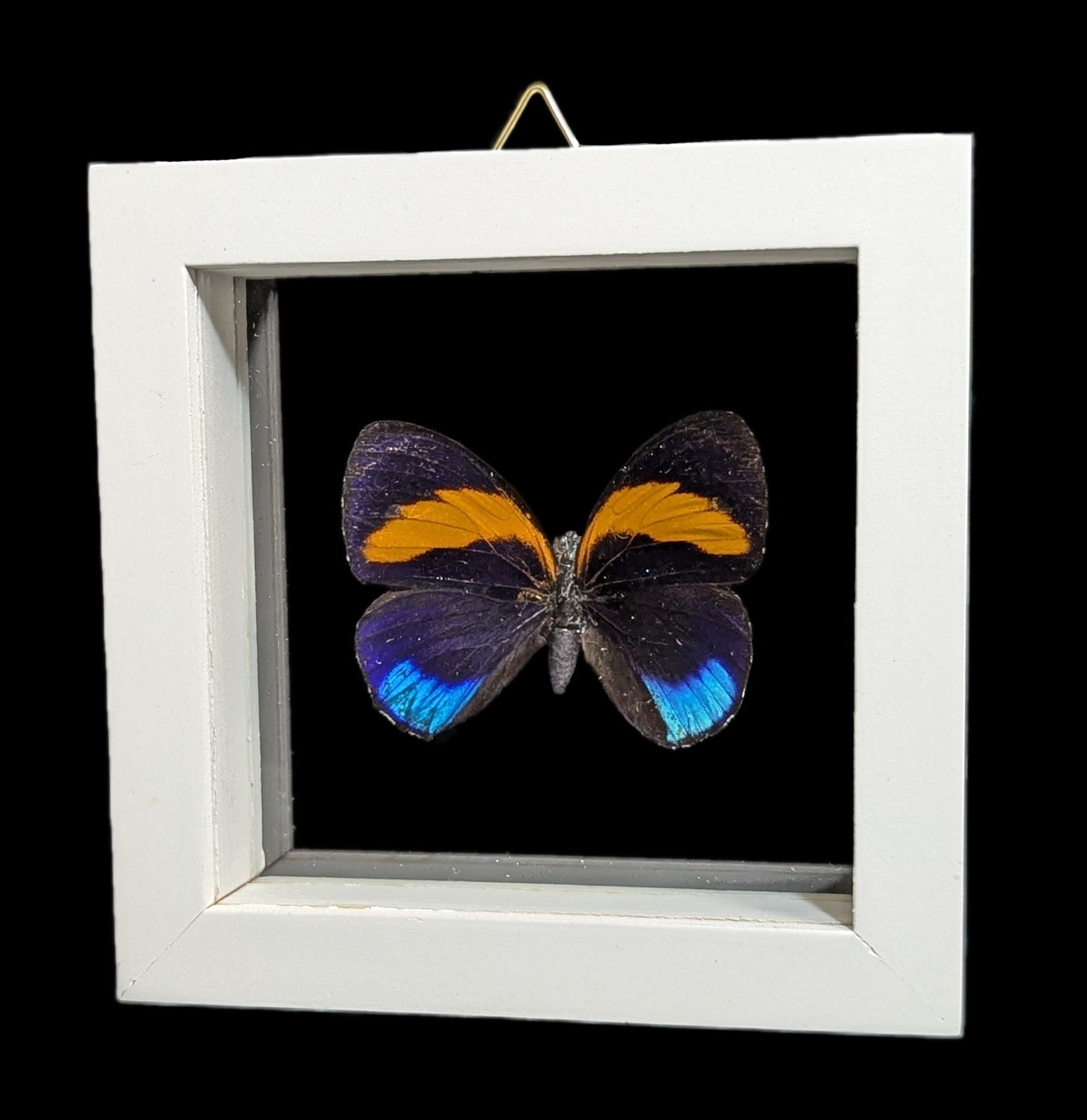 Double Glass Framed Butterfly Collection - Real Butterfly Specimens for Home Decor, Wall Art & Nature Lovers