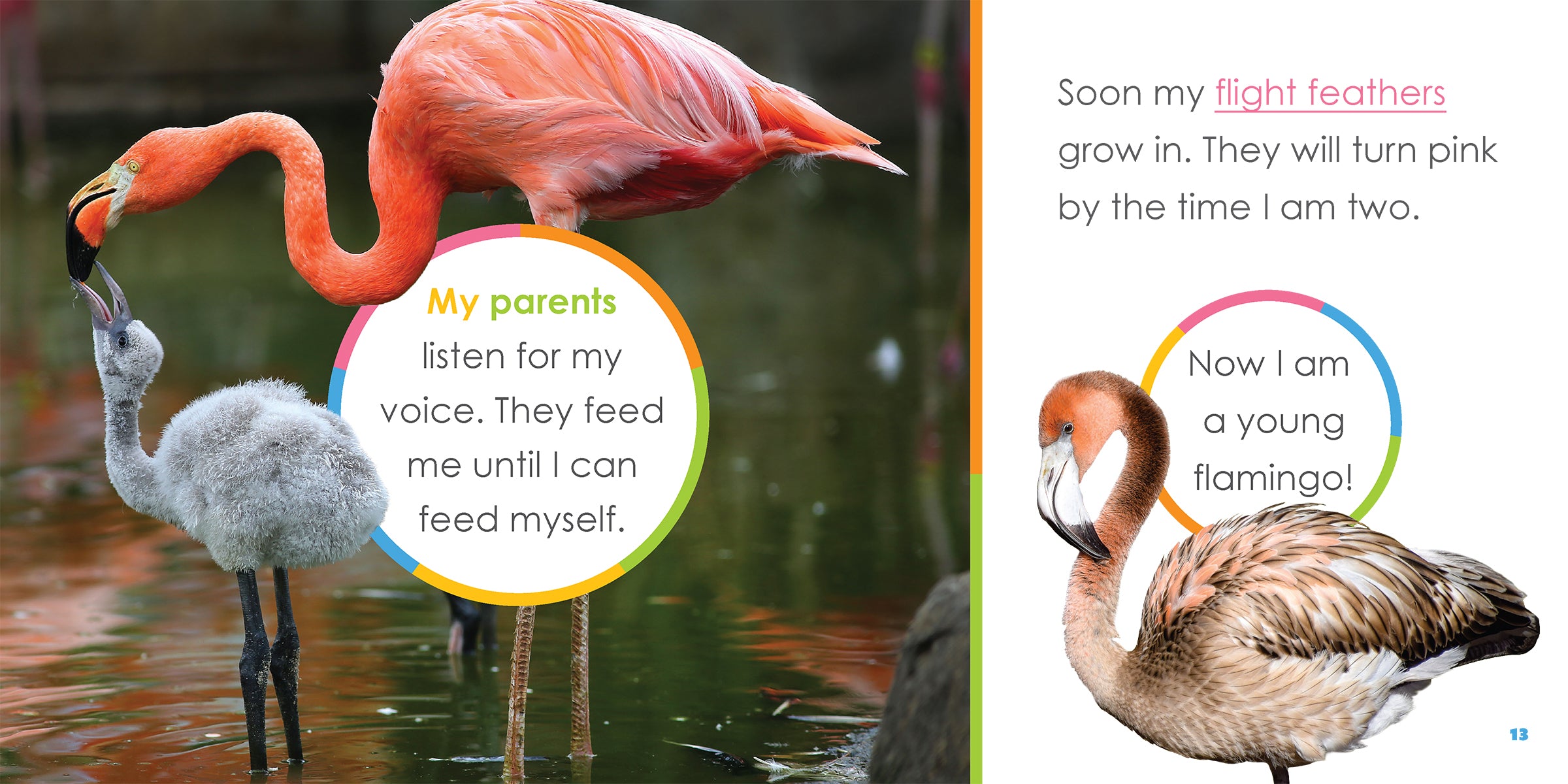 Baby Flamingos Book - ISBN 9781640263475 - Perfect for Kids' Bedtime Stories & Early Learning