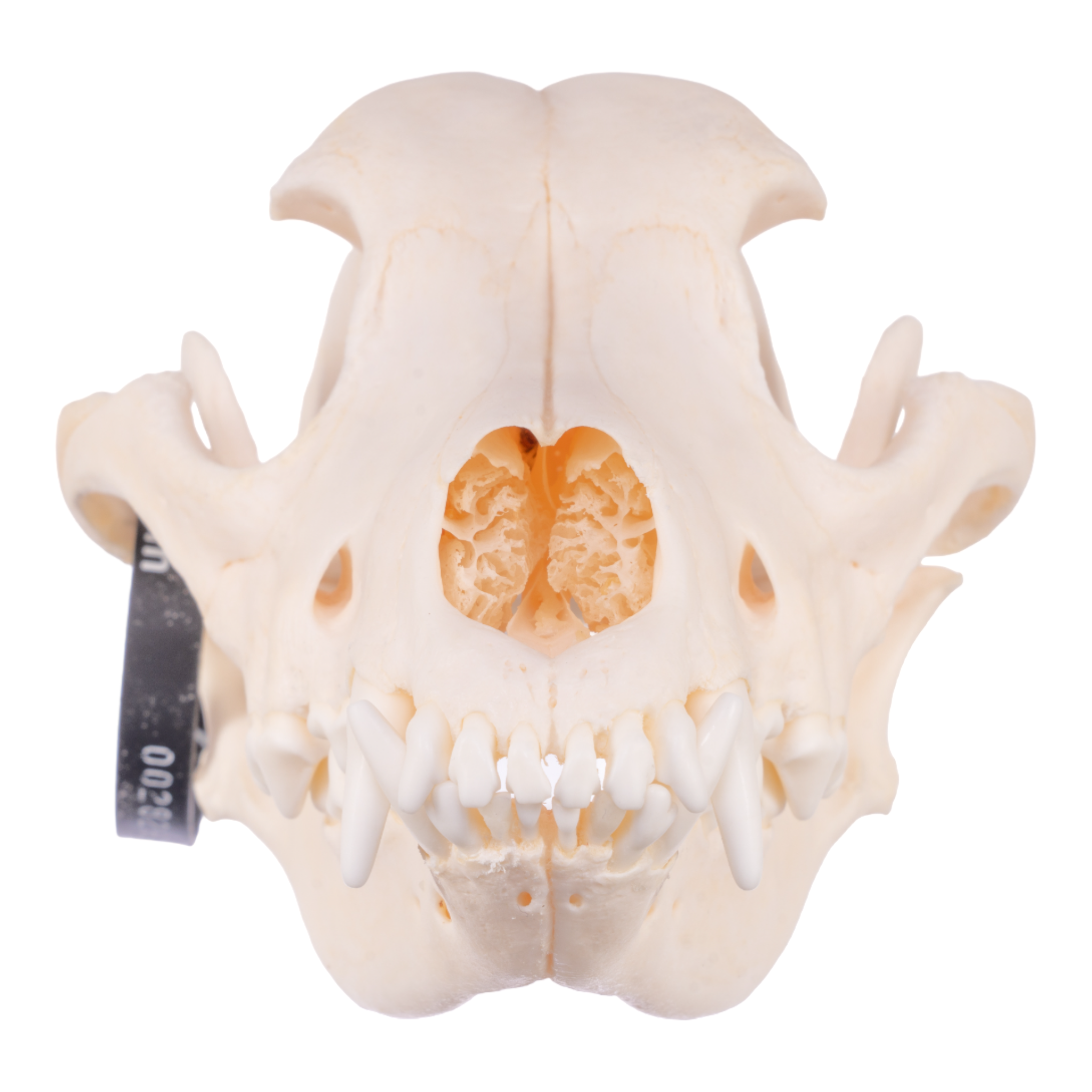 Authentic Domestic Dog Skull - Real Husky Skull Specimen for Taxidermy, Veterinary Study & Gothic Decor | Perfect for Halloween, Oddity Collections & Science Education