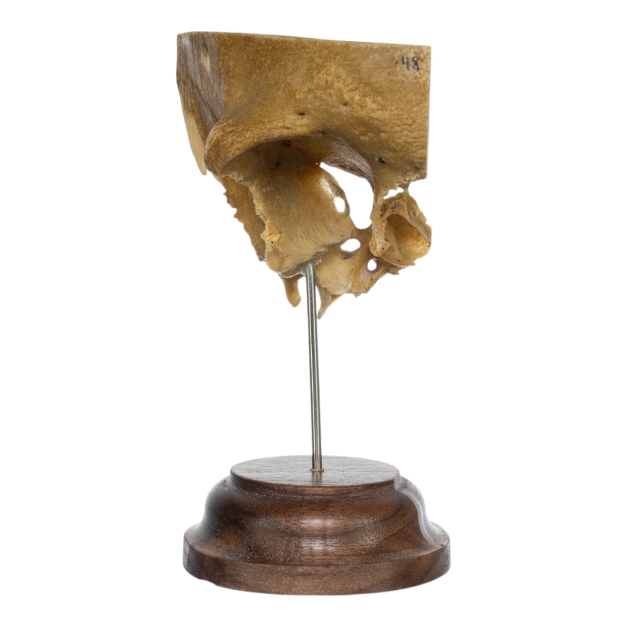 Real Human Partial Skull Replica with Display Stand - Anatomical Model for Medical Education, Halloween Decor, and Science Classroom Display