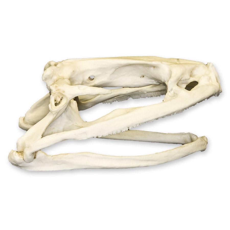 Authentic Replica Goliath Frog Skull - Lifelike Collectible Specimen for Science Education, Home Decor & Halloween Props