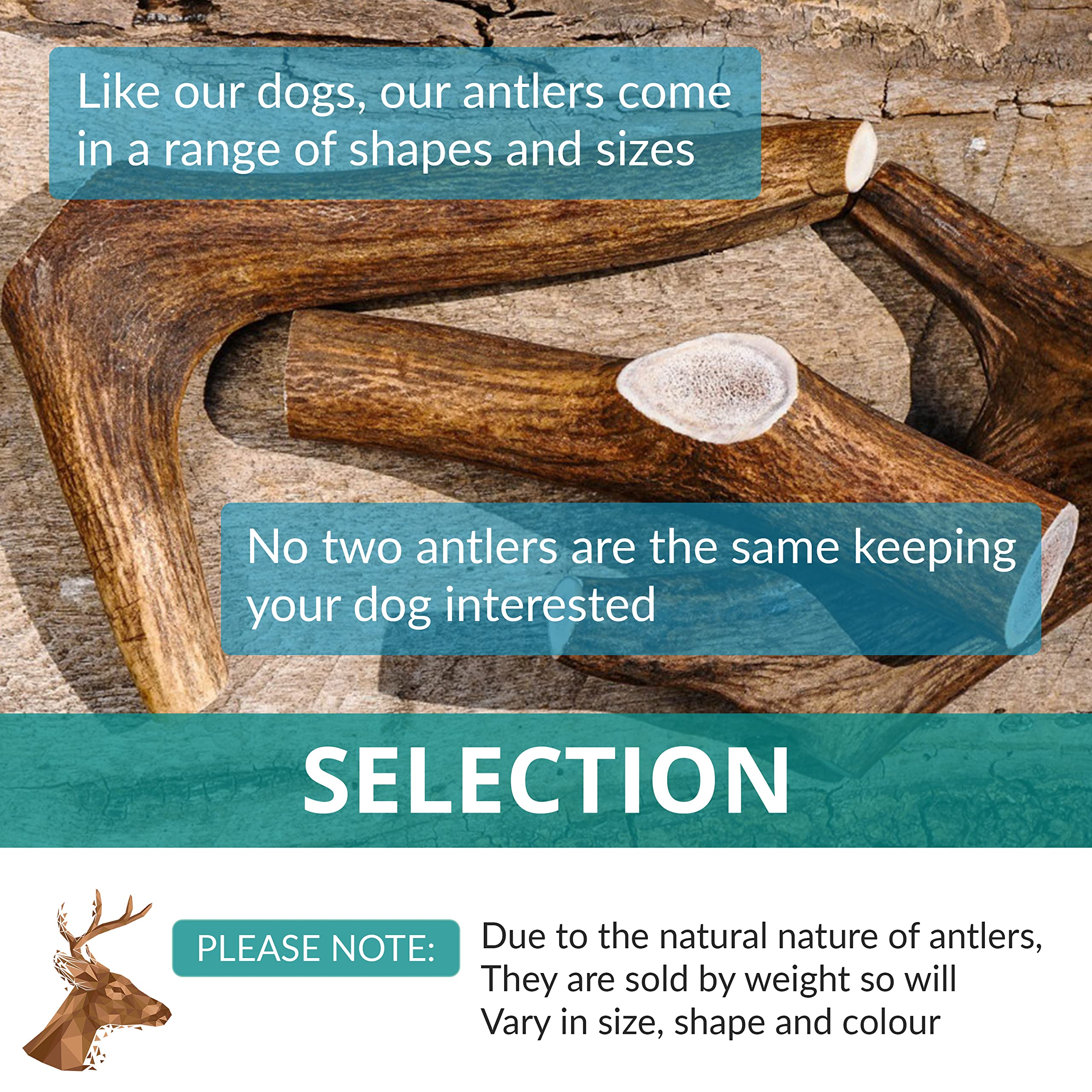 **Premium Naturally Shed Deer Antlers for Dogs – Medium Size, Sustainable & Safe Dog Chew Toy – Long-Lasting Dog Treat for Aggressive Chewers – Ideal for Teething, Dental Health & Boredom Relief**
