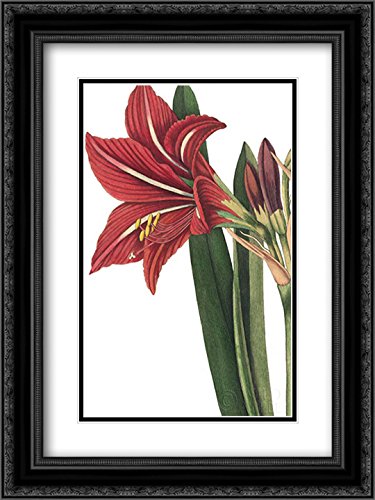 Botanique I Wild Apple 15x18 Black Ornate Framed Art Print - Double Matted Museum Quality Wall Decor for Living Room, Bedroom & Office