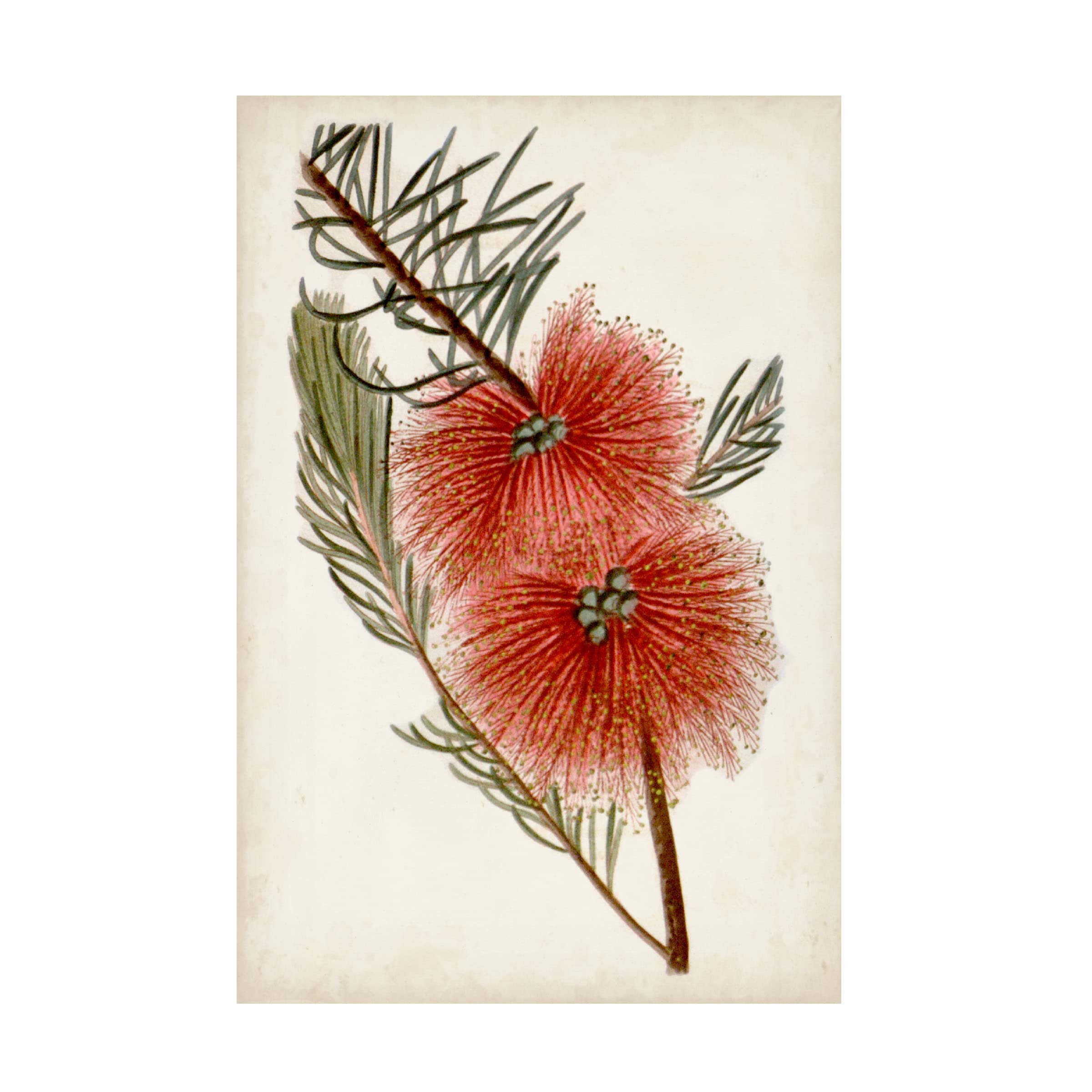 John Miller 'Bottle Brush Flower I' Canvas Wall Art Print - 30x47 Inches Floral Home Decor for Living Room, Bedroom & Office