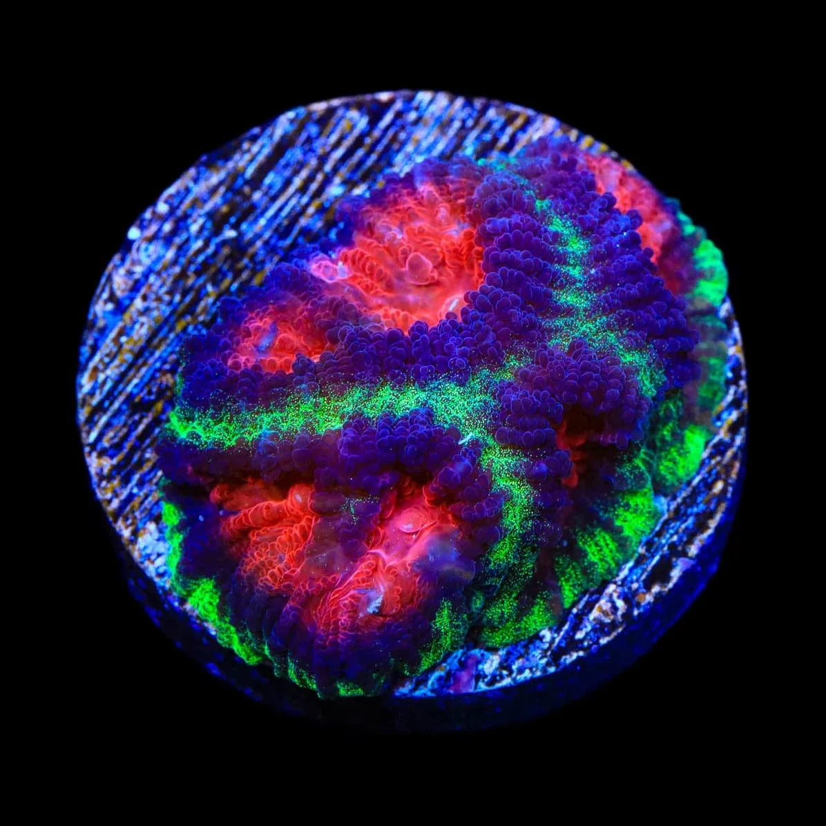 Christmas Favia Coral for Saltwater Aquariums - Vibrant Coral for Reef Tanks, Marine Displays & Aquatic Decor