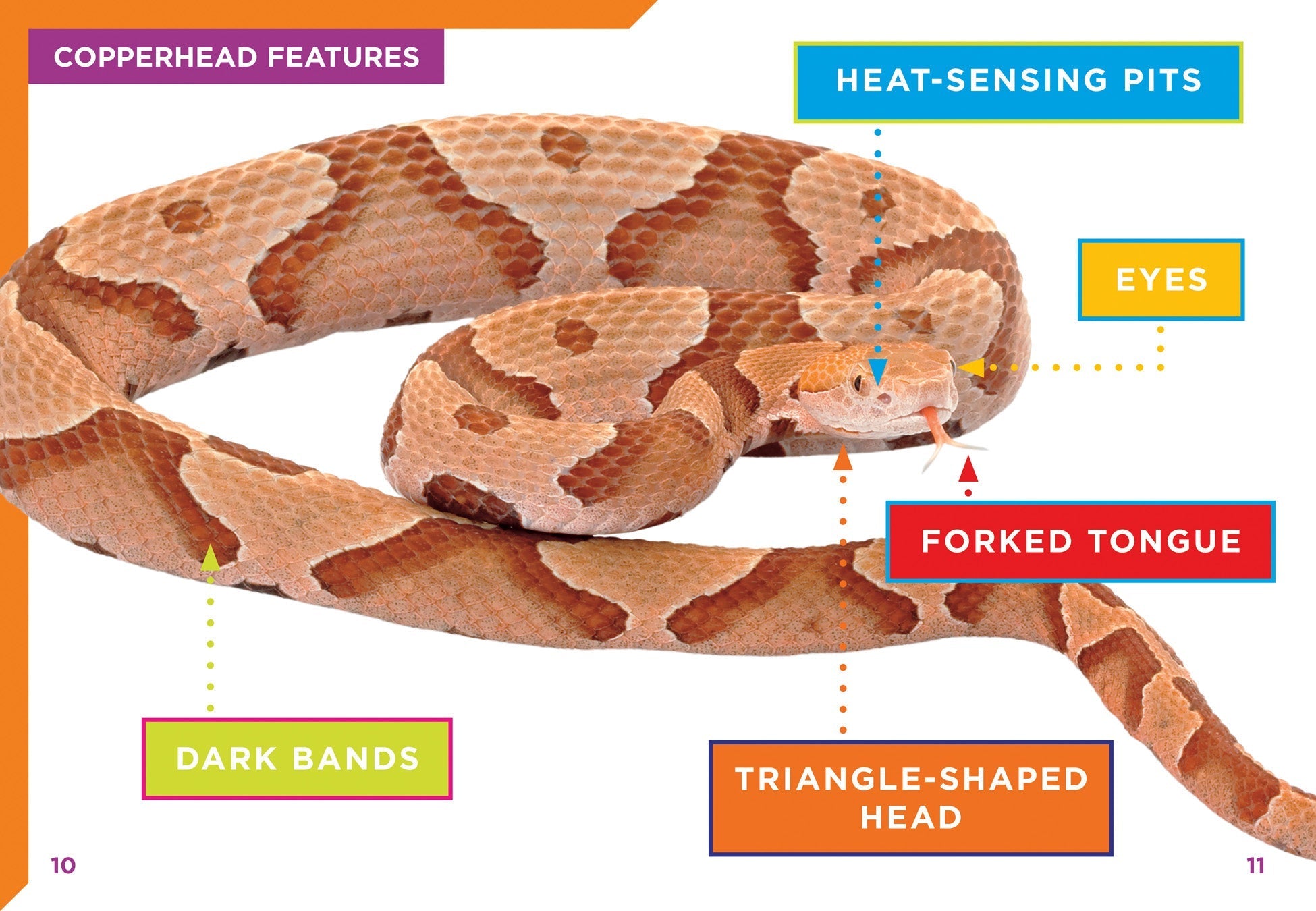 Copperheads 9781623102739 - Venomous Snake Book for Reptile Enthusiasts & Nature Lovers - Perfect for Wildlife Education & Snake Identification