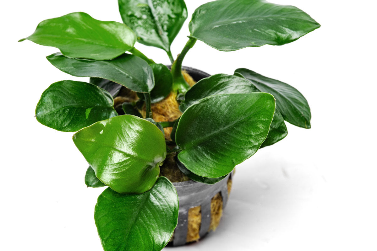 Anubias Nana Thick Leaf - Live Aquarium Plant for Fish Tanks, Low Light Aquatic Plants for Freshwater Aquascaping, Perfect for Shrimp and Betta Fish Habitats