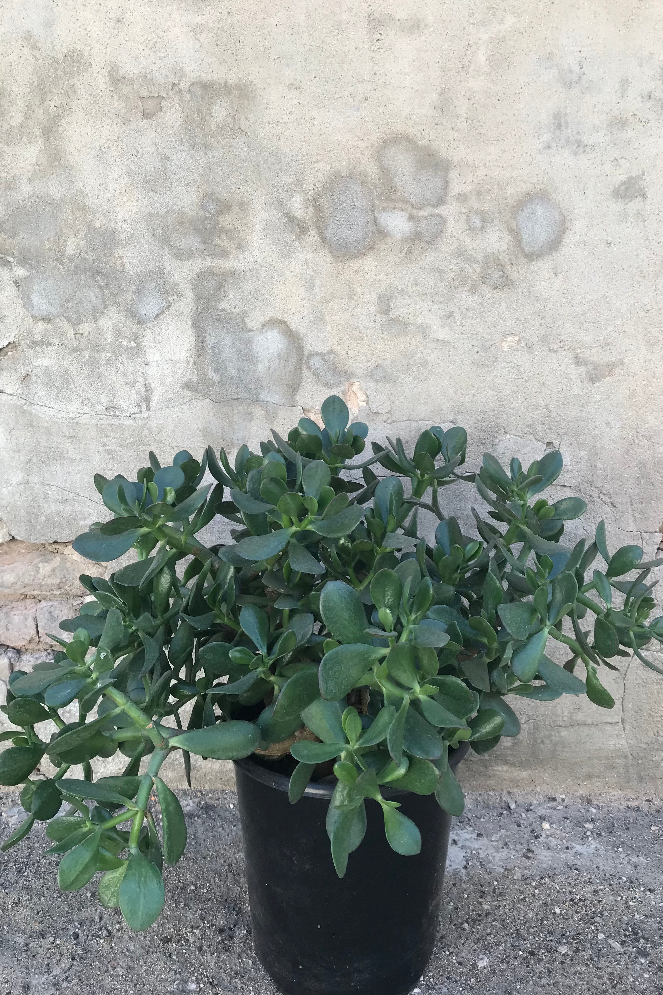 Crassula Ovata Jade Plant - 12