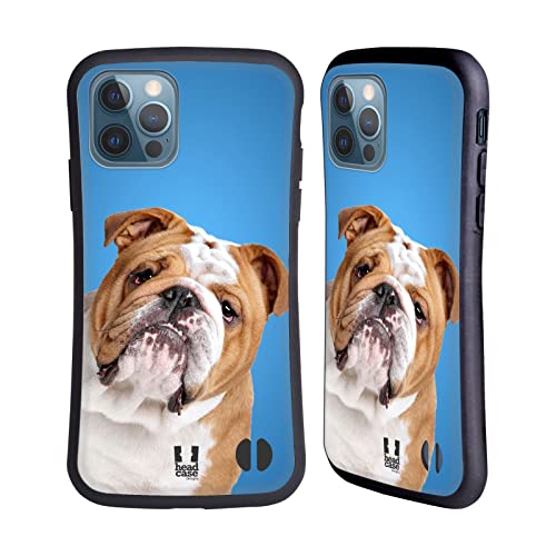 English Bulldog