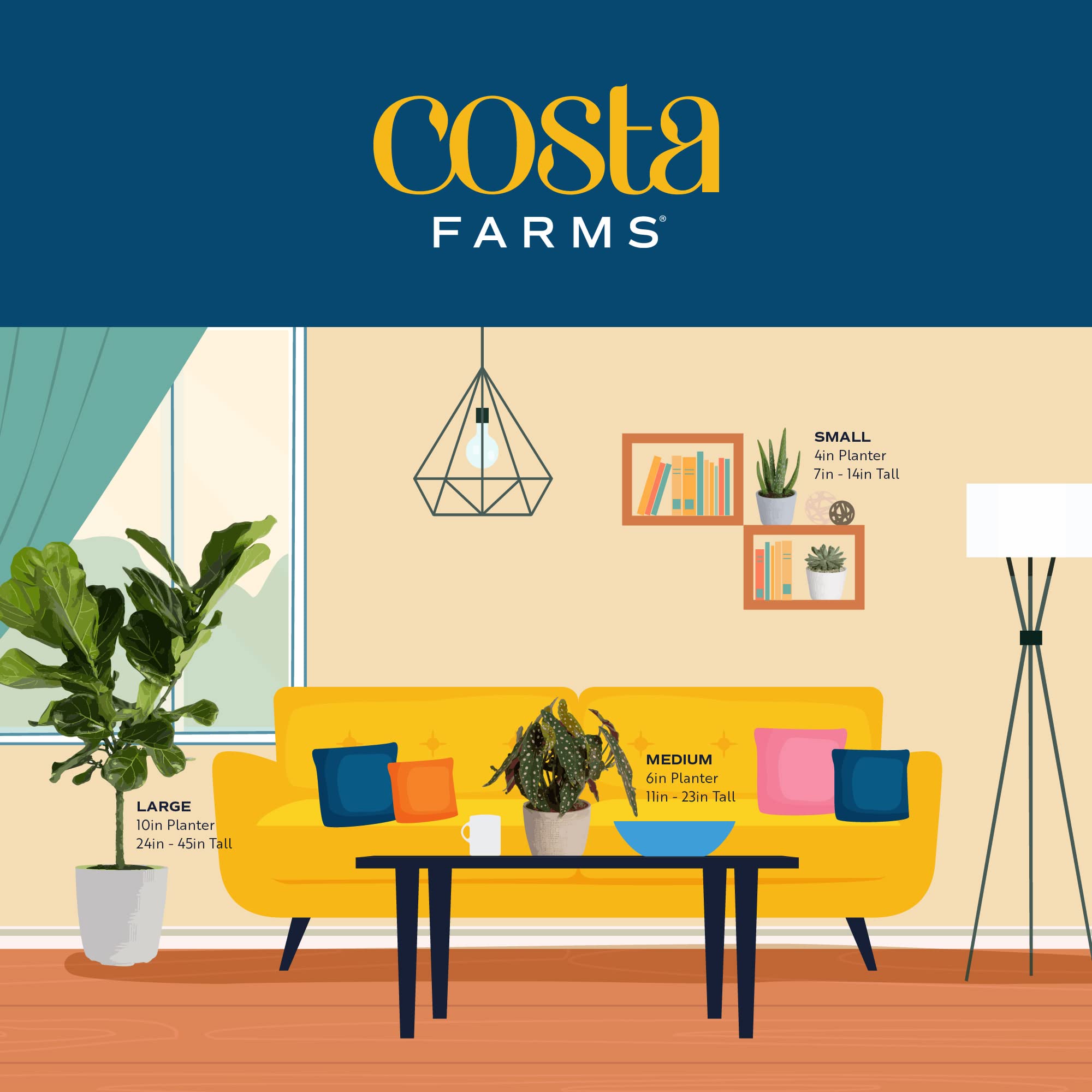 Costa Farms ZZ Live Indoor Tabletop Plant in 6-Inch Grower Pot - Low Light Houseplant for Home, Office & Apartment Decor - Perfect for Desks, Shelves & Gift Giving