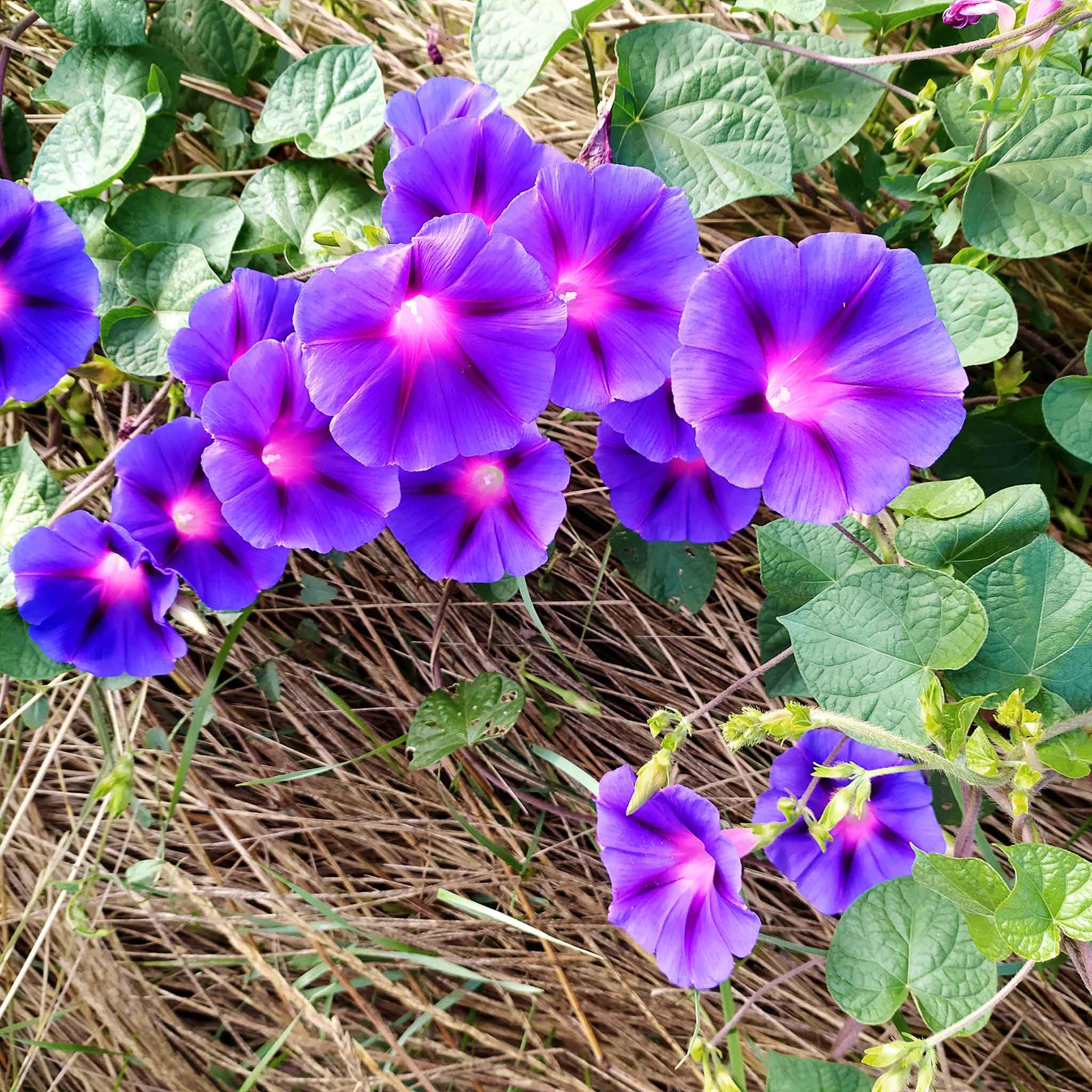 Eden Brothers Non-GMO Morning Glory Seeds - Grandpa Ott Variety, 1 lb Bag | Easy to Grow Flower Seeds for Spring Planting in USDA Zones 1-10 | Perfect for Garden Borders, Trellises & Container Gardening