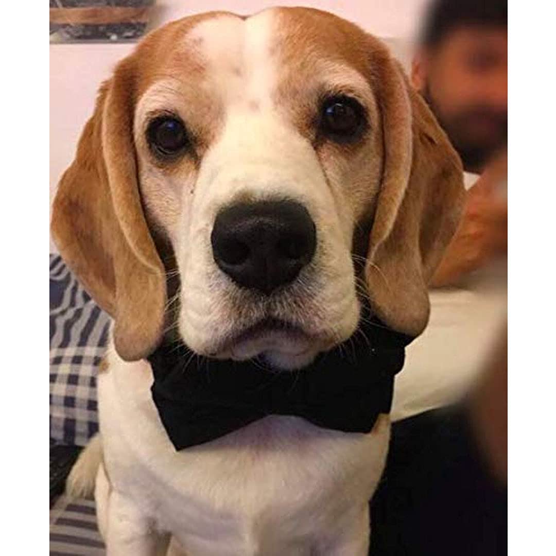 RR Design Adjustable Dog Bow Tie - Black Large Size - Perfect for Pet Parties, Weddings & Special Occasions