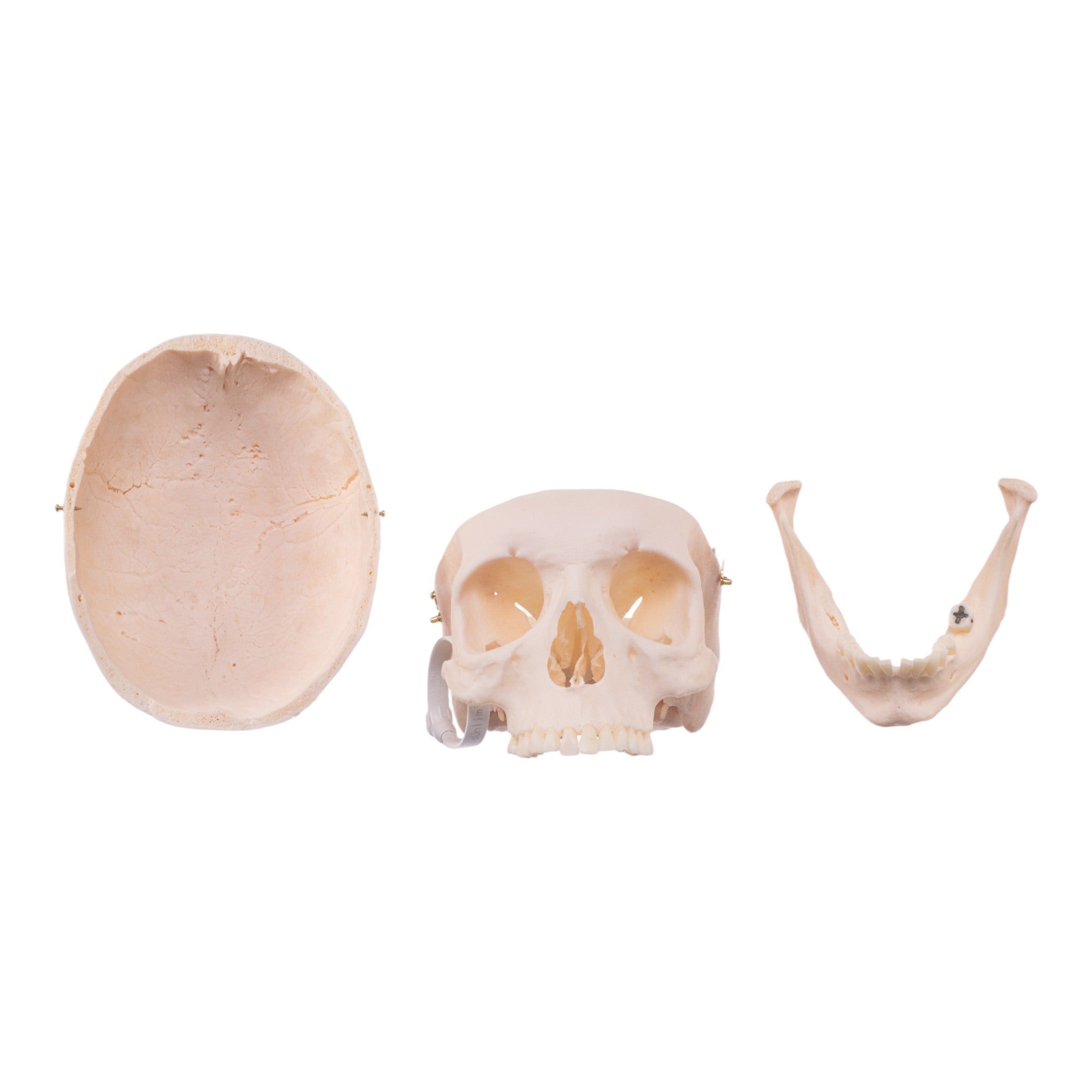 Premium Anatomical Human Skull Model - Realistic Medical & Educational Tool for Students, Doctors & Halloween Decor
