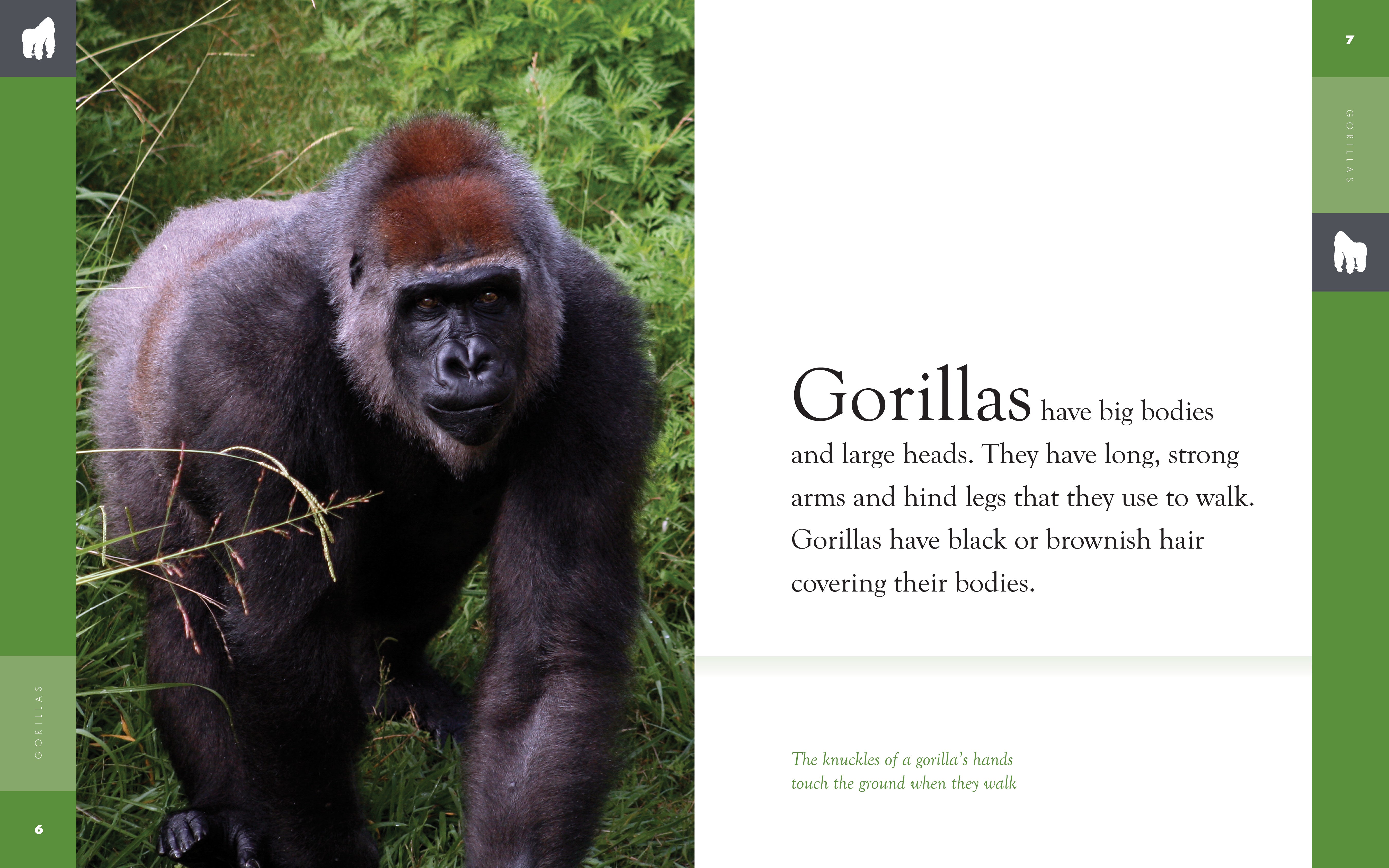 Amazing Animals (2014): Gorillas - Wildlife Documentary for Nature Lovers | Perfect for Educational Use, Home Entertainment & Animal Research