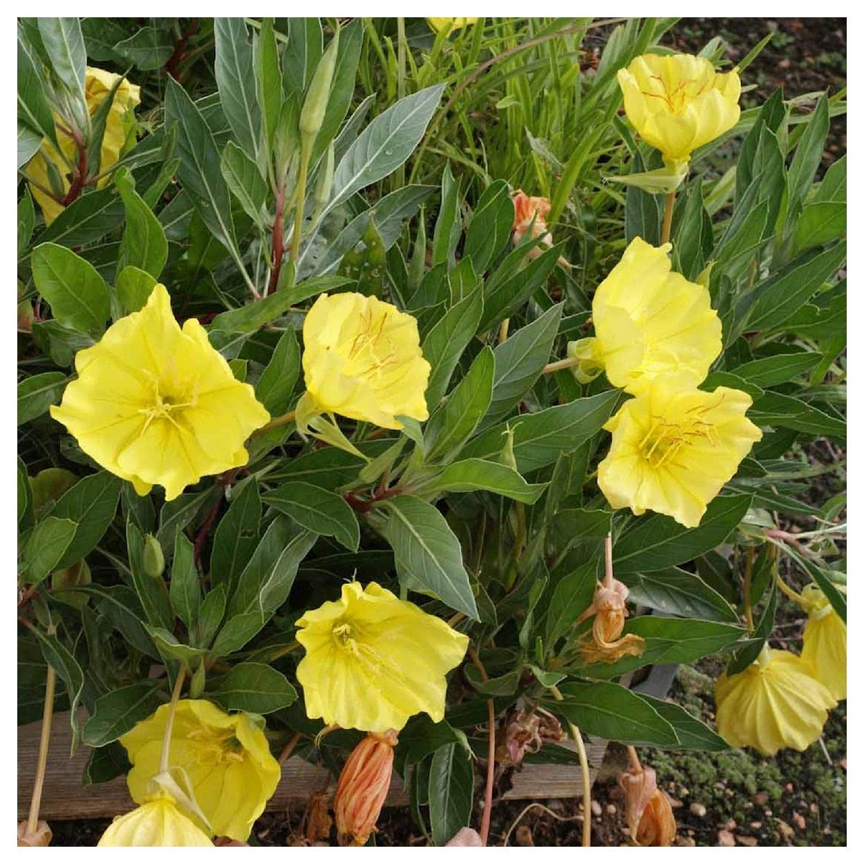 Everwilde Farms - 400 Missouri Evening Primrose Native Wildflower Seeds - Gold Vault Jumbo Seed Packet for Garden Landscaping & Pollinator Gardens