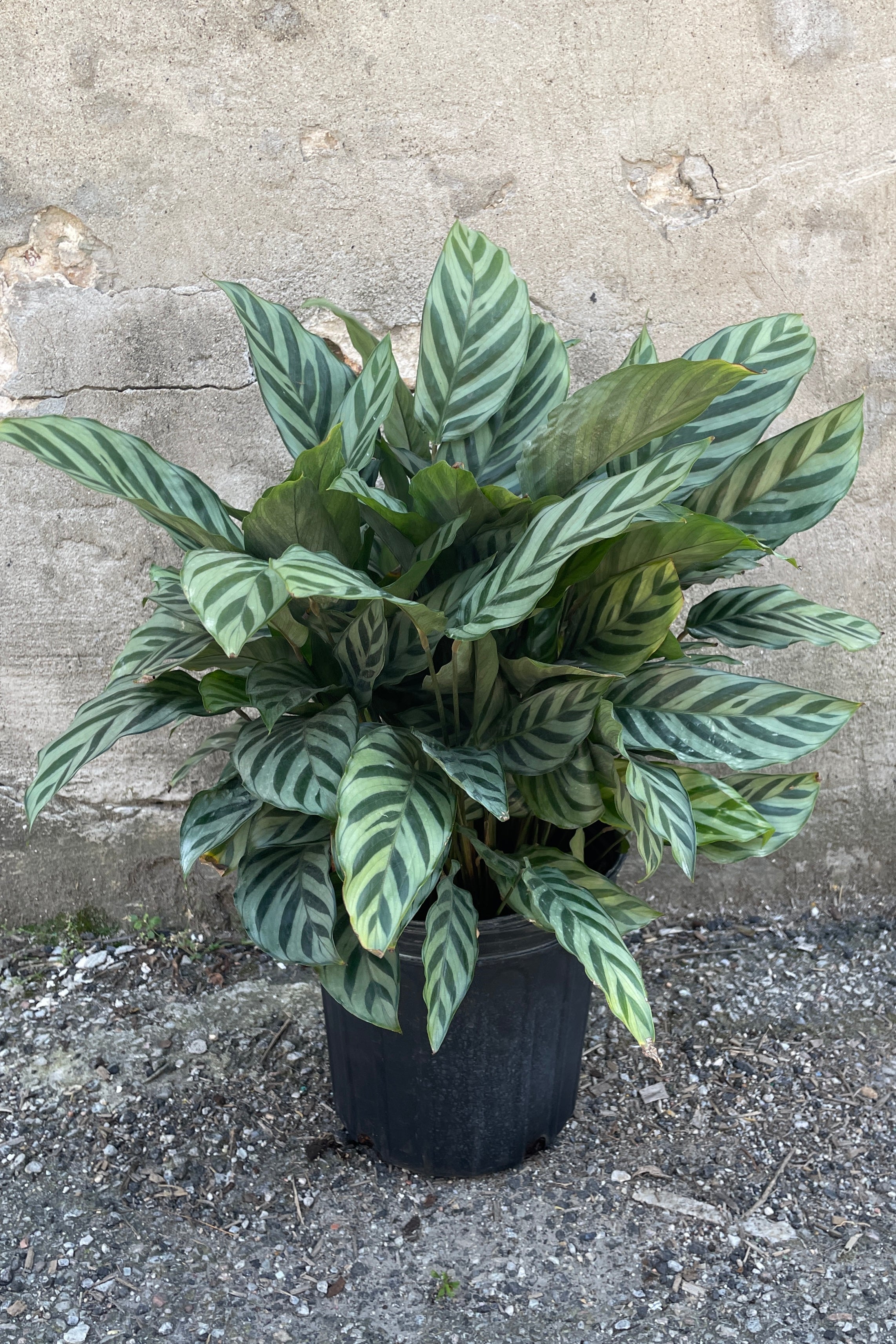 Calathea 'Freddie' 8 Inch Live Plant - Prayer Plant with Striking Green Leaves | Perfect for Home Decor, Office Spaces & Indoor Gardening