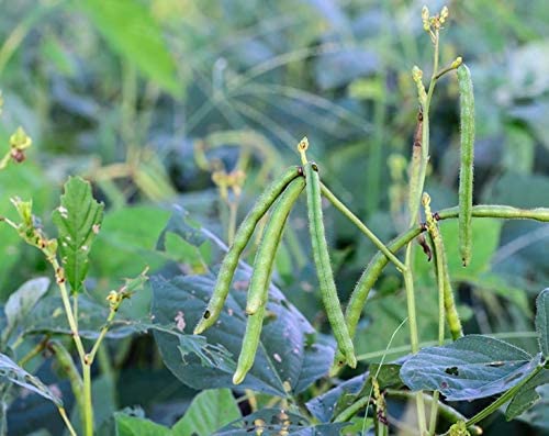 Food to Live - Organic Mung Beans 5lbs | Whole Raw Green Gram | Kosher Vegan Sirtfood | High in Fiber Protein Iron | Perfect for Sprouting, Indian Cooking & Healthy Recipes