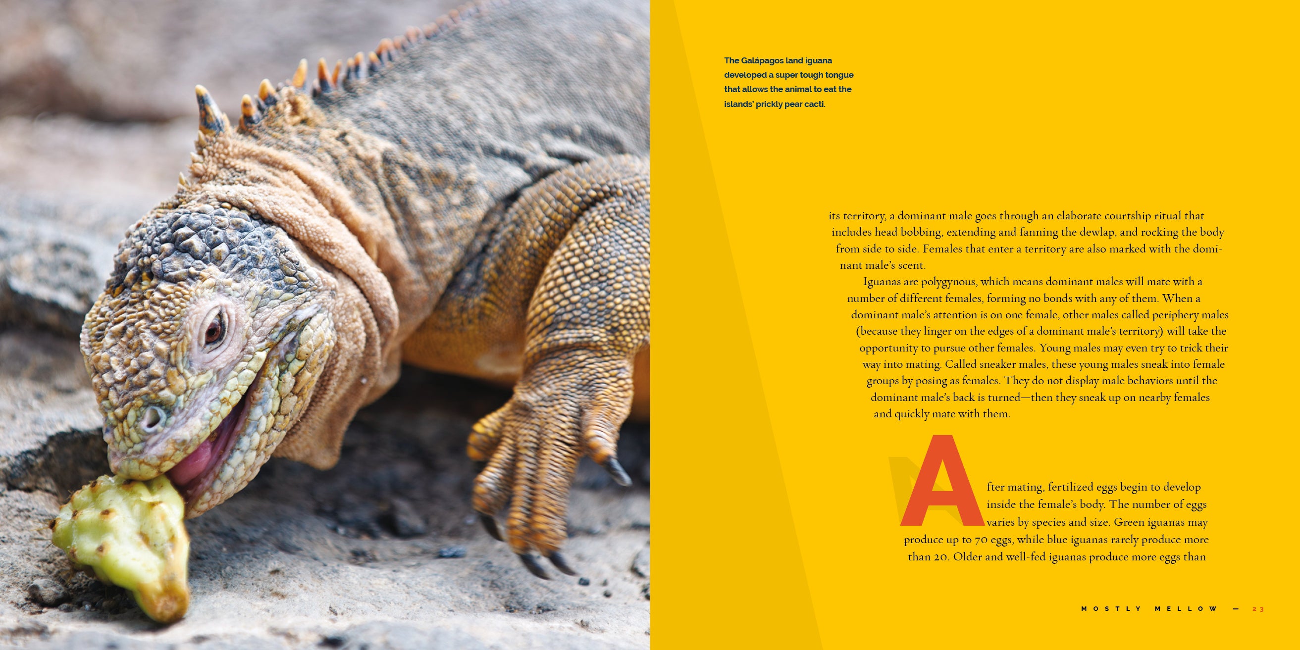 Iguanas - 9781640267886 - Reptile Pet Care Book for Iguana Owners - Perfect for Home & Classroom Learning