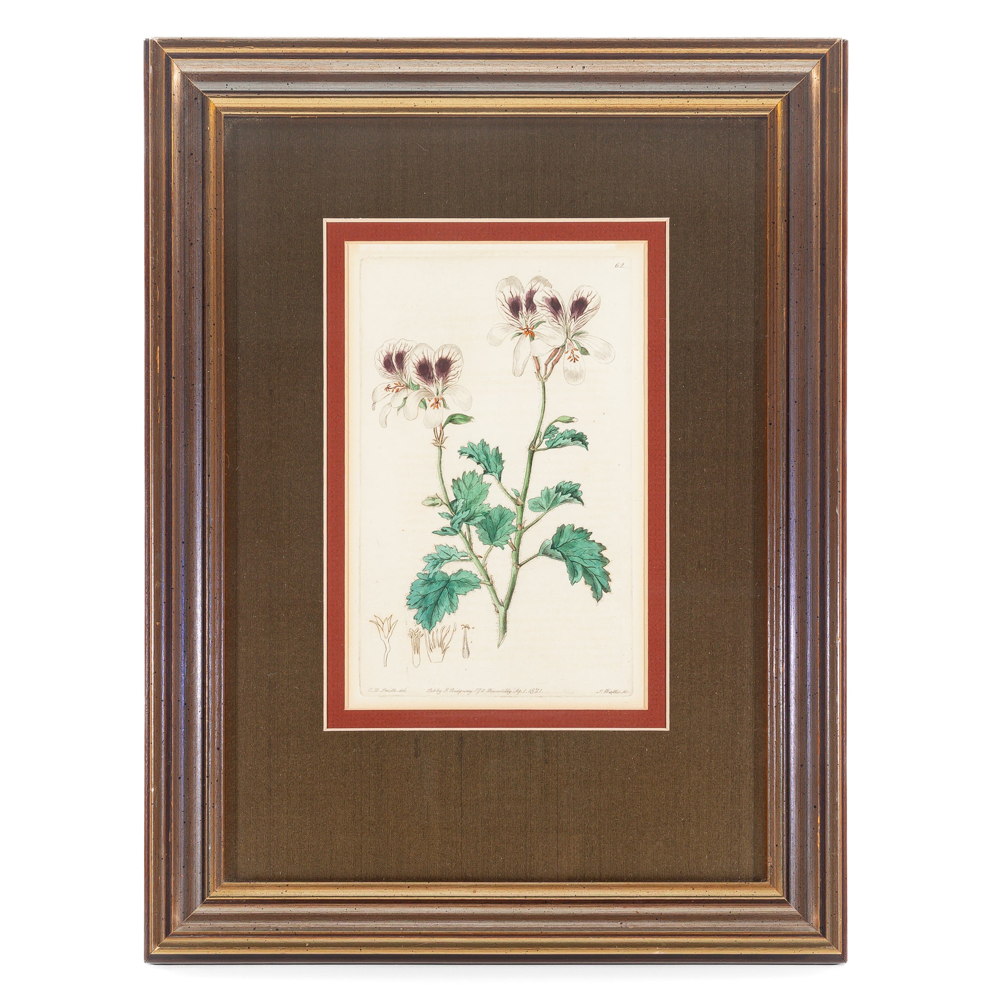 Beautiful Geraniums by S. Watts (After E.D. Smith) - Perfect for Home Gardens, Window Boxes & Outdoor Decor