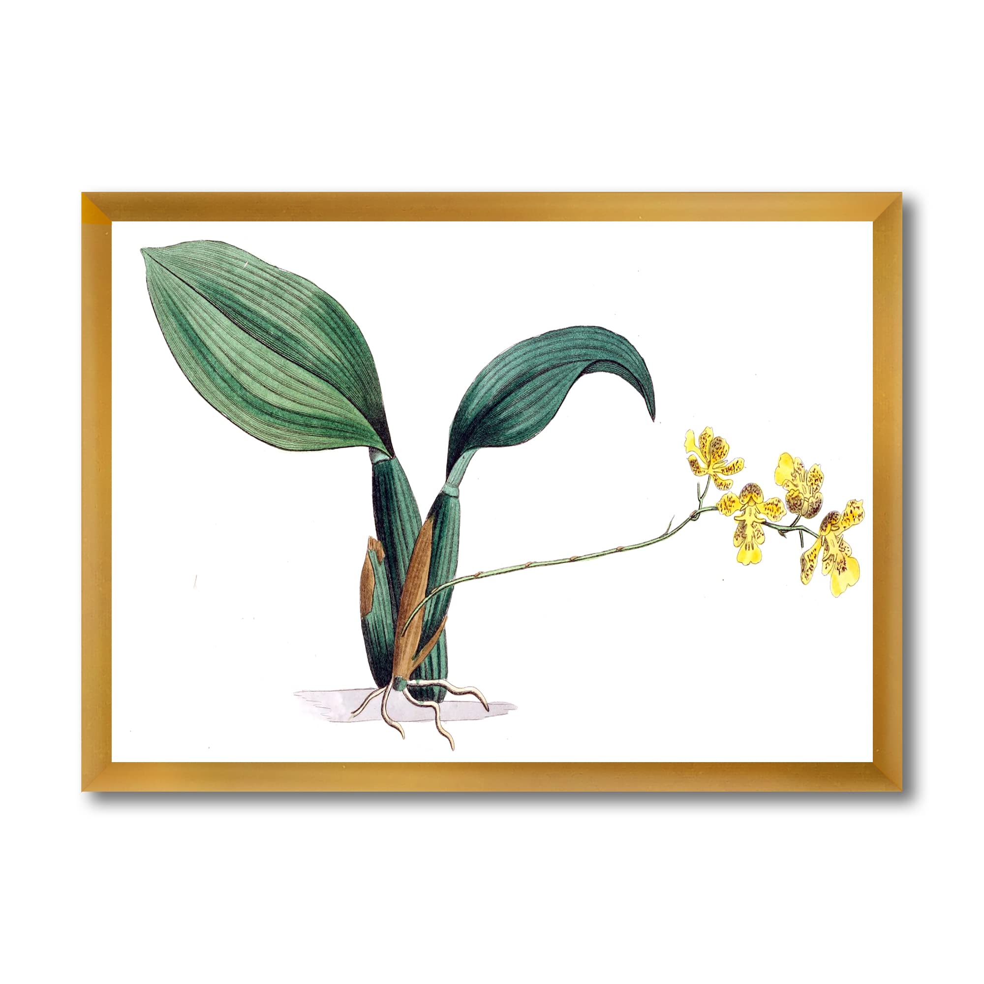 Vintage Plant Life VI Traditional Framed Wall Art - Botanical Home Decor for Living Room, Bedroom & Office - Perfect for Housewarming Gifts & Interior Design