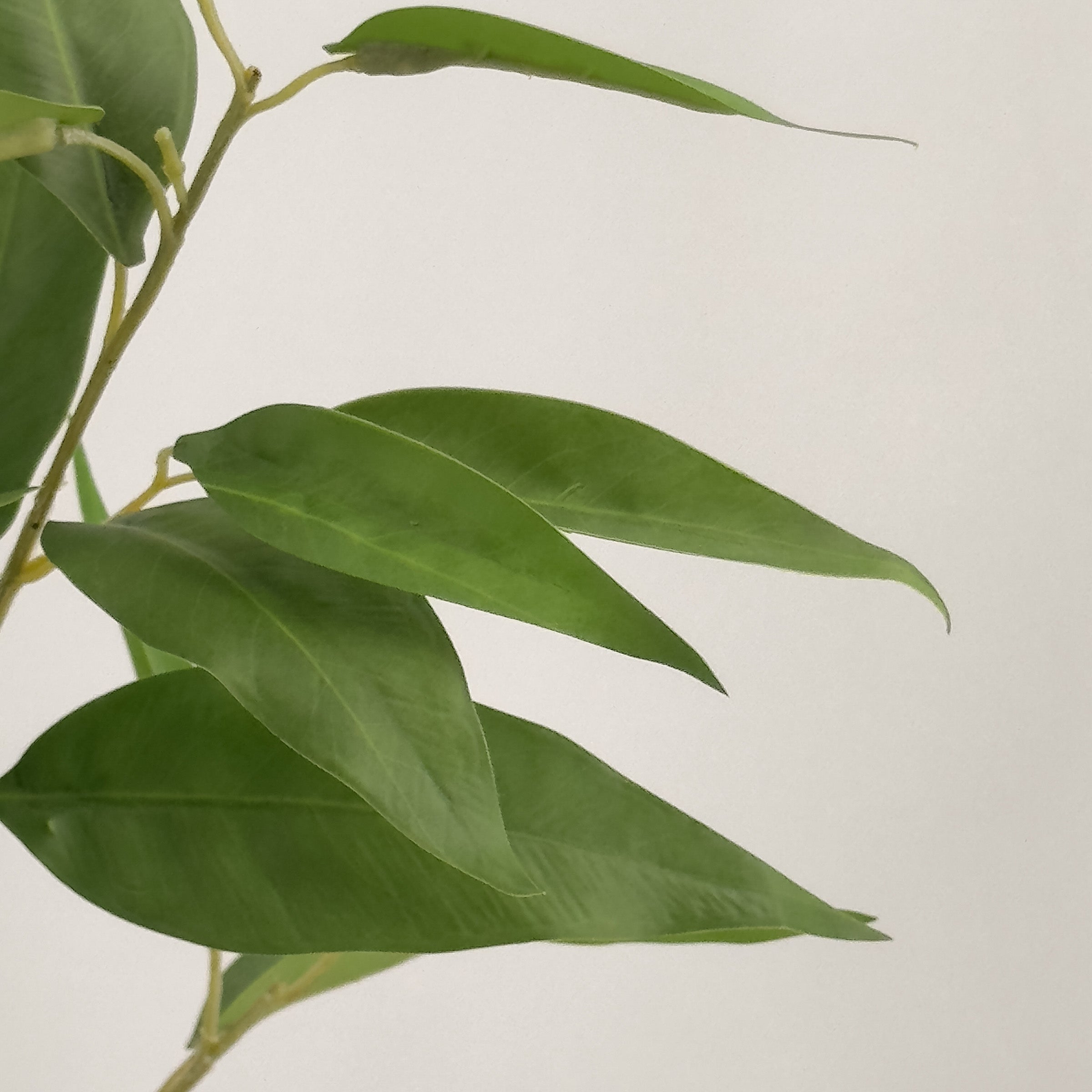 Premium Artificial Lemon Eucalyptus Gum Tree - 180cm Tall Lifelike Faux Plant for Home Decor, Office, or Outdoor Landscaping