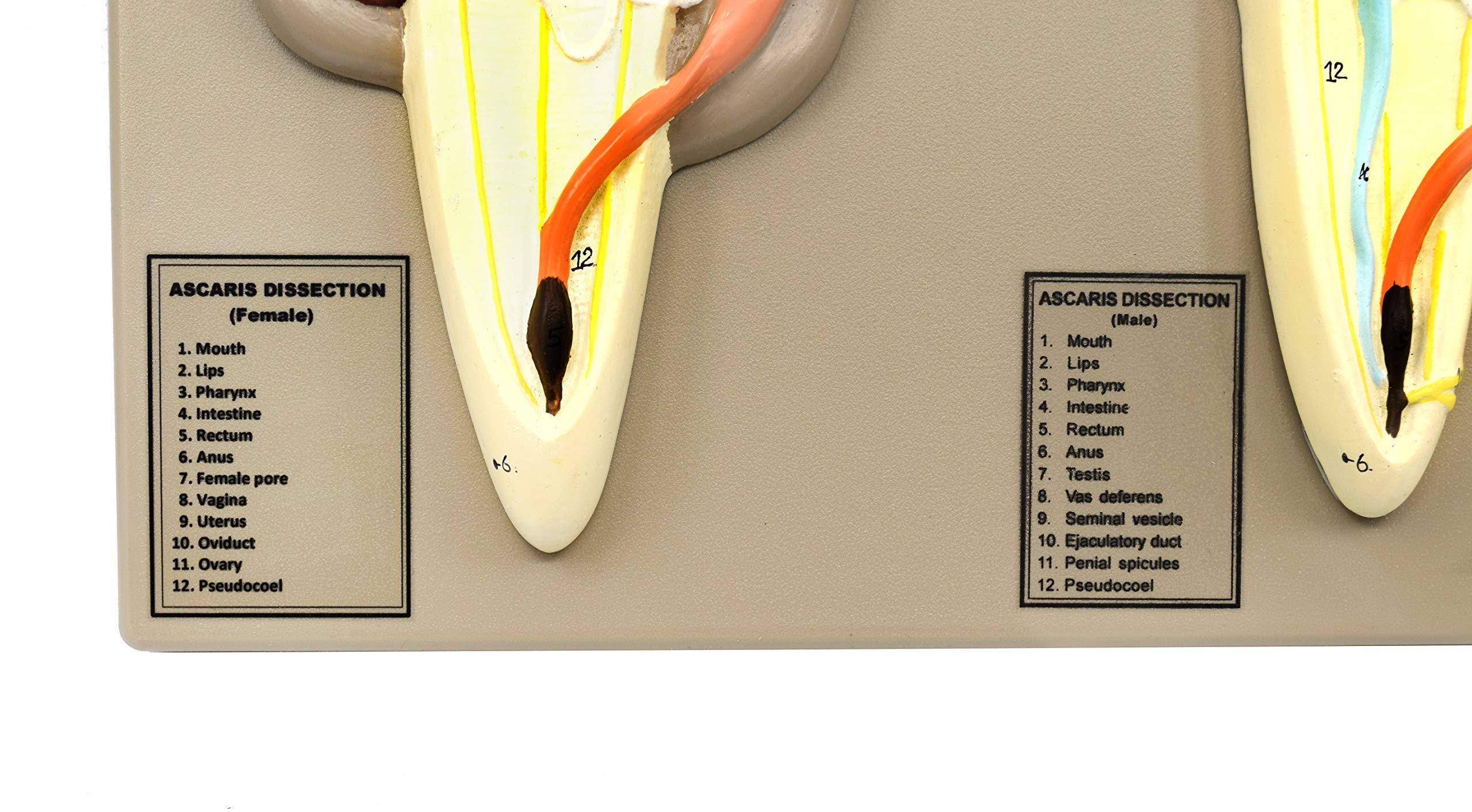 EISCO Male & Female Ascaris Model - Enlarged Dissection Specimen with Hand-Painted Details, 14
