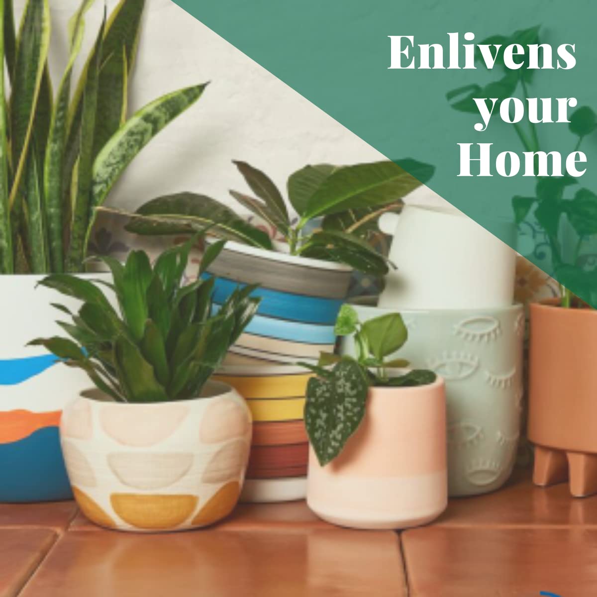 Elephant Bush Succulent Plant - 6 Inch Live Indoor Houseplant | Easy Care Low Maintenance | Natural Home Office Décor | Perfect Gift for Plant Lovers | Includes Free Care Guide | Ideal for Desks, Shelves & Small Spaces