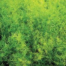 Premium Asparagus Fern Seeds Mix (15 Count) - Includes Asparagus Sprengeri, Plumosa & Meyeri Varieties - Perfect for Indoor Houseplants, Hanging Baskets and Garden Landscaping