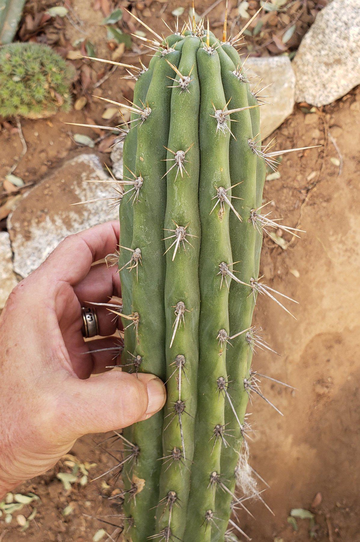 Exact Trichocereus Cuzcoensis Cactus Cutting - 10-12 Inch Fresh Live Plant for Home Garden & Landscaping | Rare Succulent for Desert Gardens & Indoor Decor