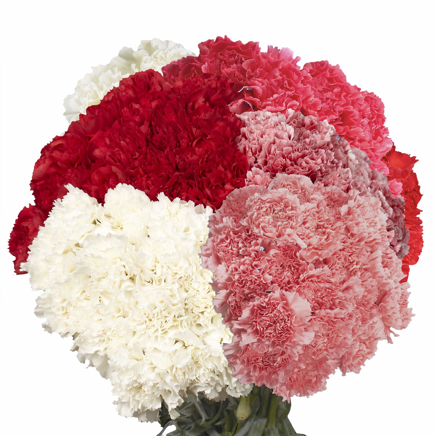 200 Fresh Red Carnations for Mother's Day - Same Day Flower Delivery - Perfect Gift for Mom, Birthday, Anniversary & Special Occasions - Home Decor, Party Centerpiece & Romantic Surprise