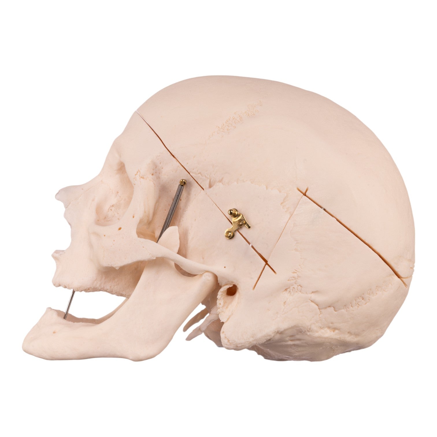 Premium Disarticulated Human Skeleton Model - Anatomically Accurate for Medical Education & Research - Perfect for Classroom, Lab, and Medical Training