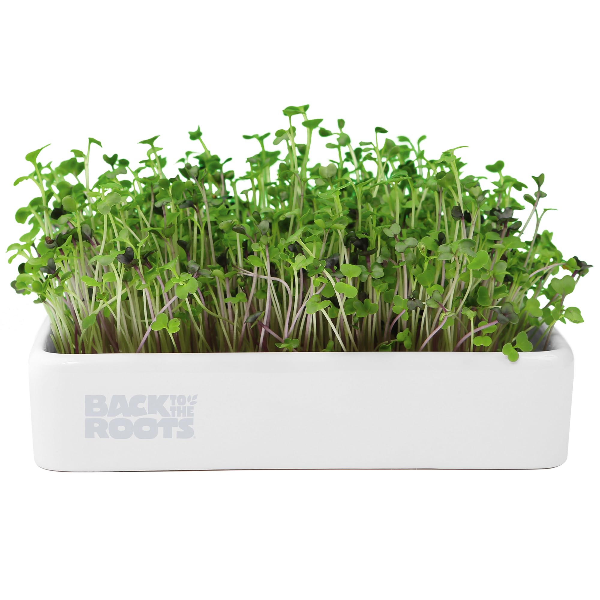 Organic Microgreens Grow Kit with Ceramic Planter - Expandable Soil, Non-GMO Seeds & Germination Lid | Indoor Gardening Starter Kit for Homegrown Salad Greens, Smoothies & Healthy Snacks